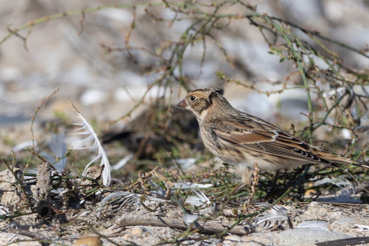 Lapland Longspur - ML644271351