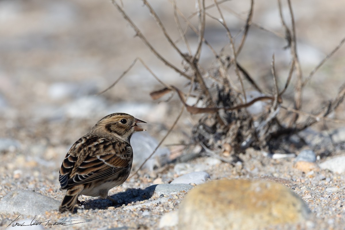 Lapland Longspur - ML644271352