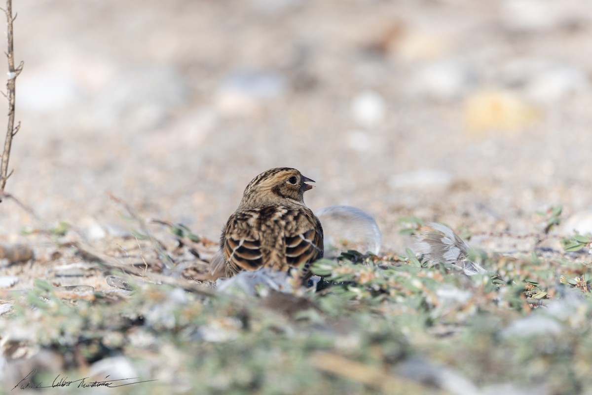 Lapland Longspur - ML644271353
