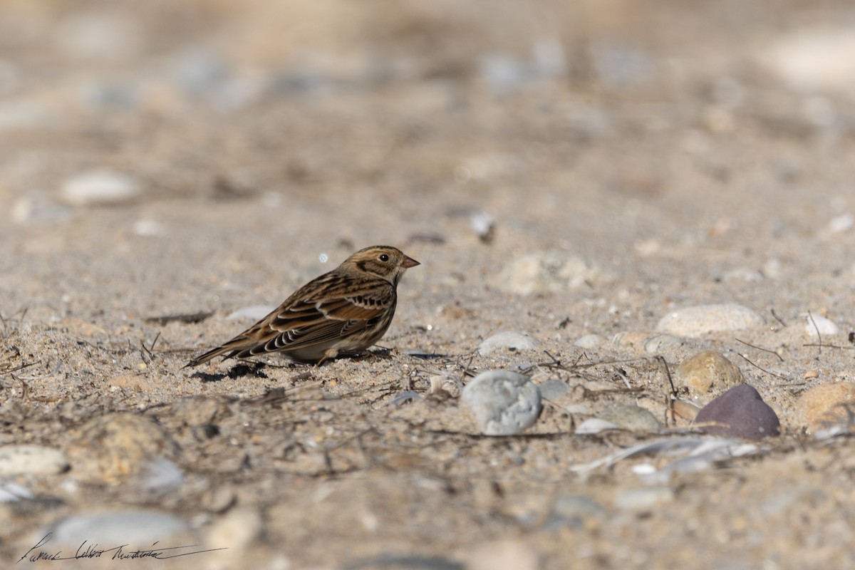 Lapland Longspur - ML644271354