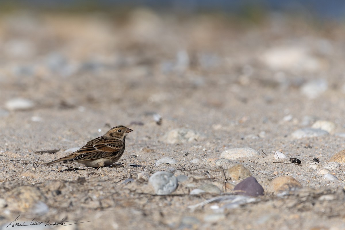 Lapland Longspur - ML644271355