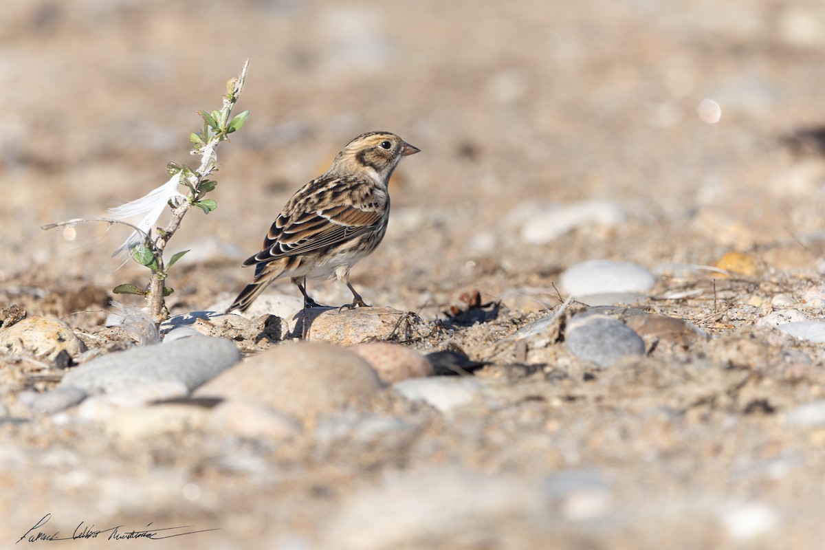 Lapland Longspur - ML644271356