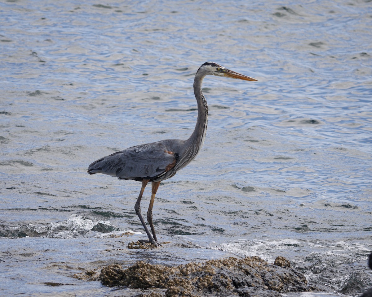 Great Blue Heron - ML644271364