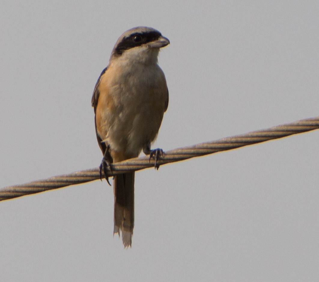 Alcaudón Schach - ML644271365