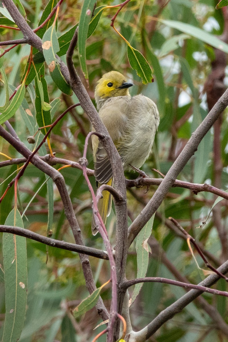 White-plumed Honeyeater - ML644271384