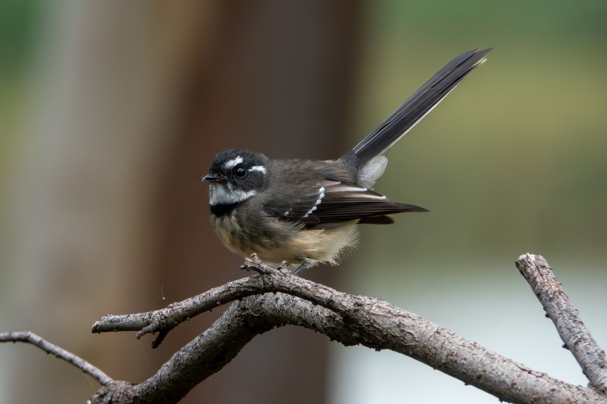 Gray Fantail - ML644271409