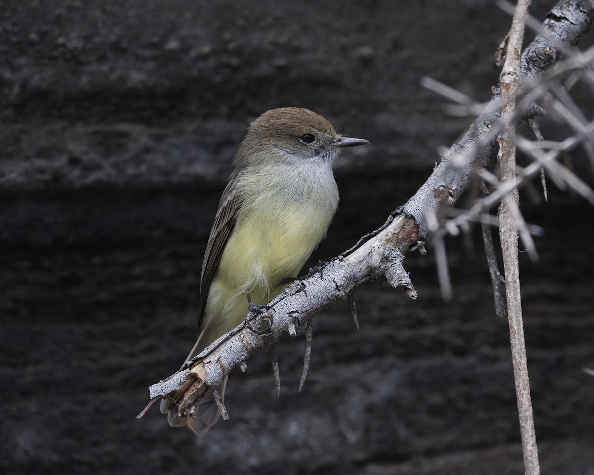Galapagos Flycatcher - ML644271411