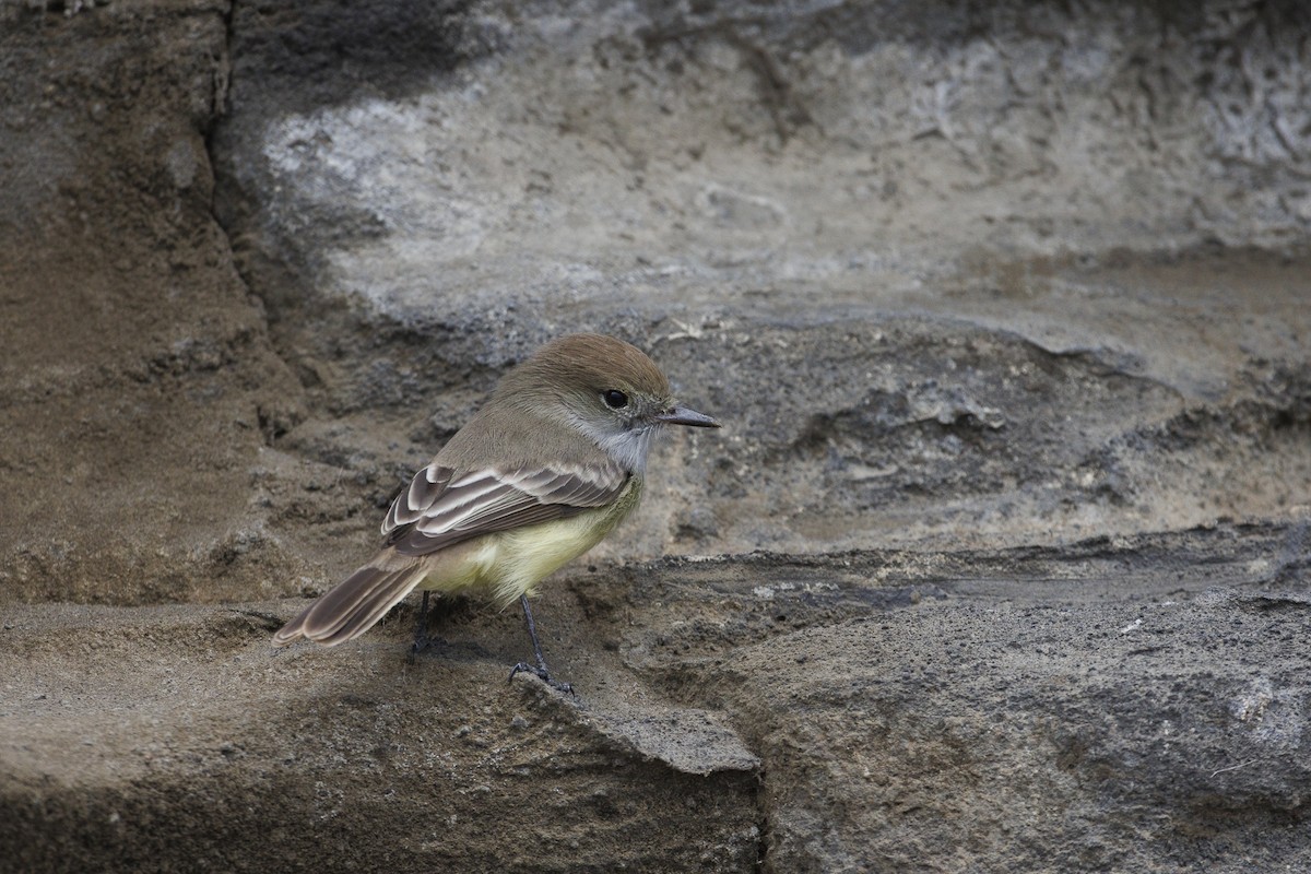Galapagos Flycatcher - ML644271412