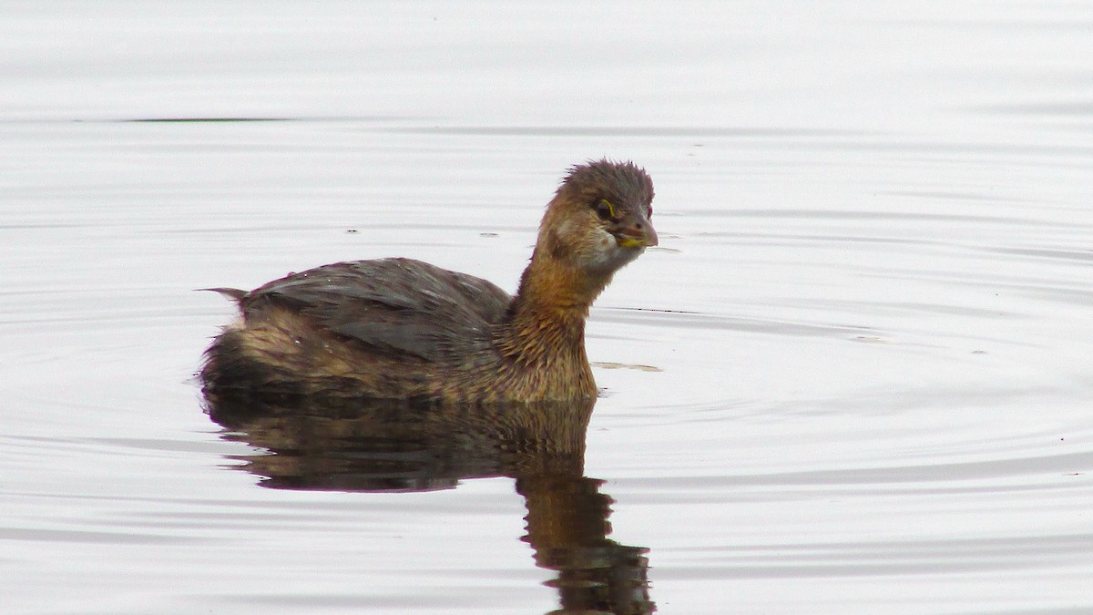 Pied-billed Grebe - ML644271413