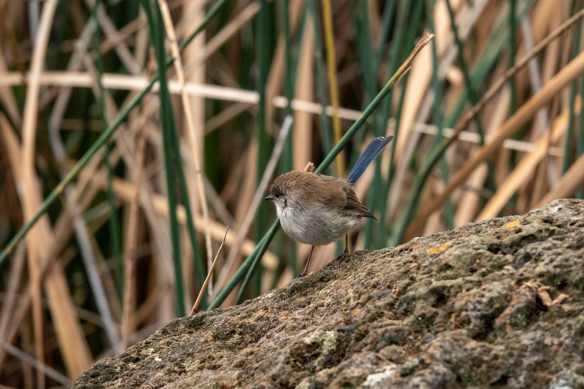 Superb Fairywren - ML644271425