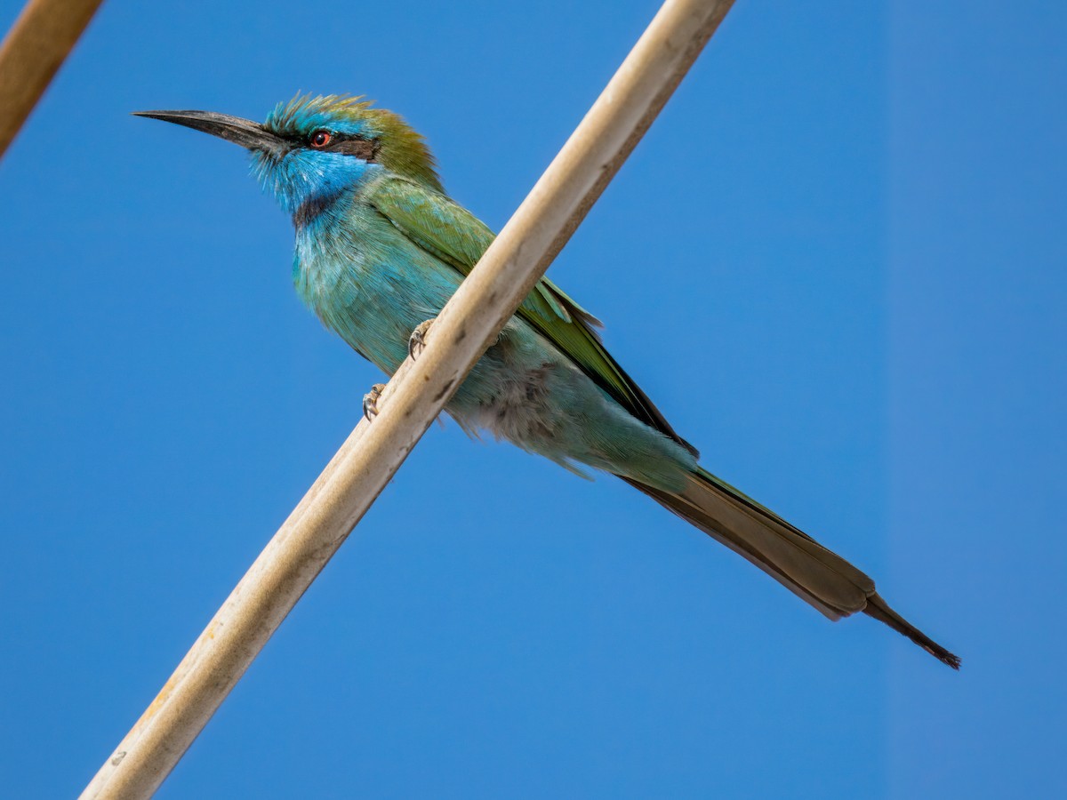 Erle-txori berde arabiarra - ML644271426