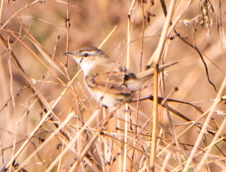 Хээрийн охил бялзуухай - ML644271427