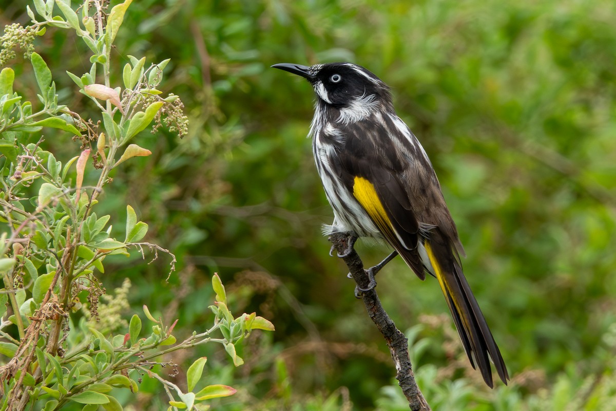 New Holland Honeyeater - ML644271431