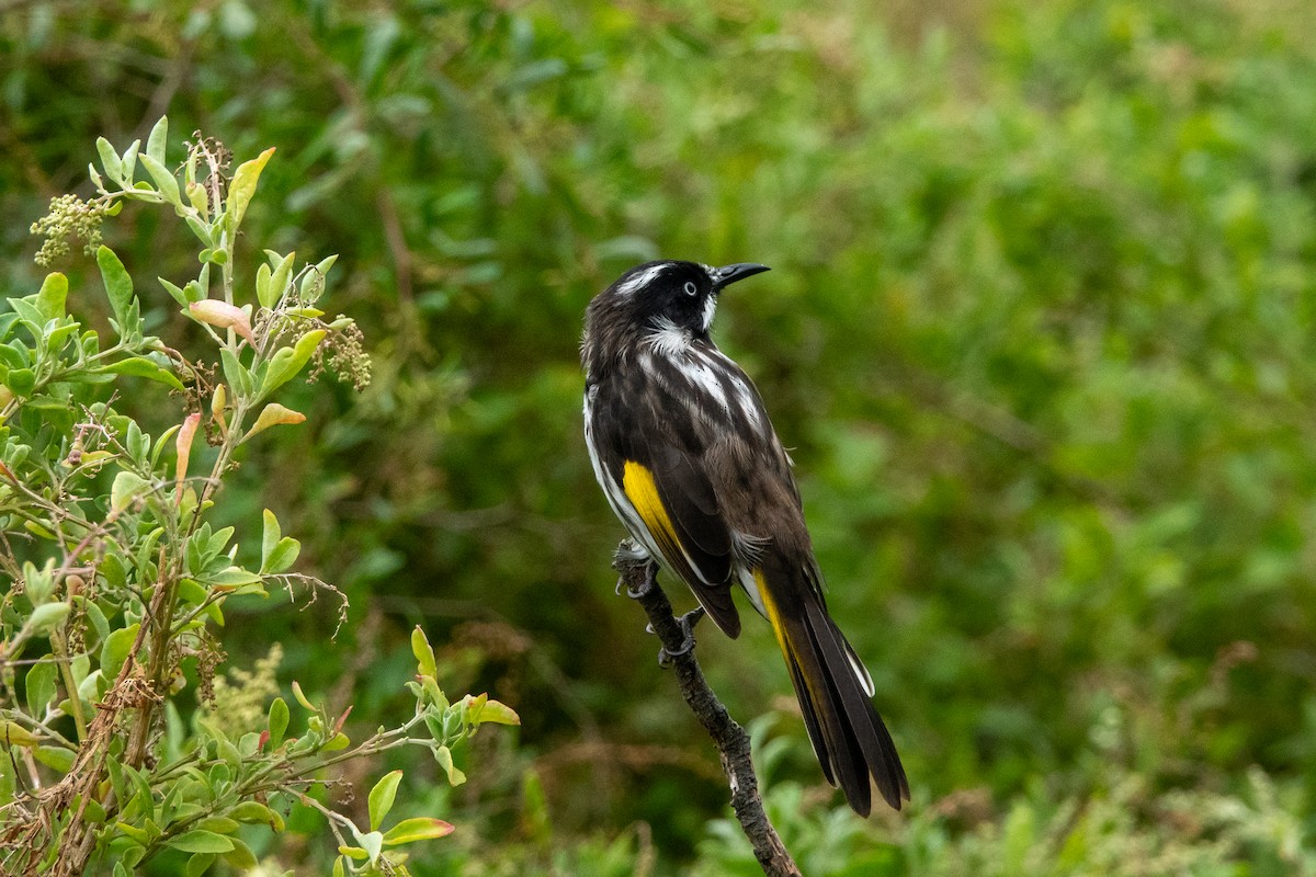 New Holland Honeyeater - ML644271432