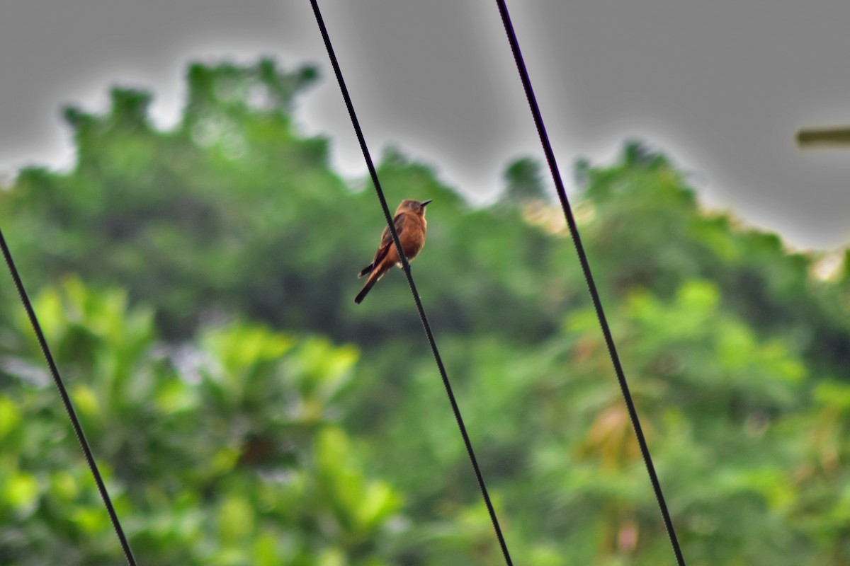 Cliff Flycatcher - ML644271436