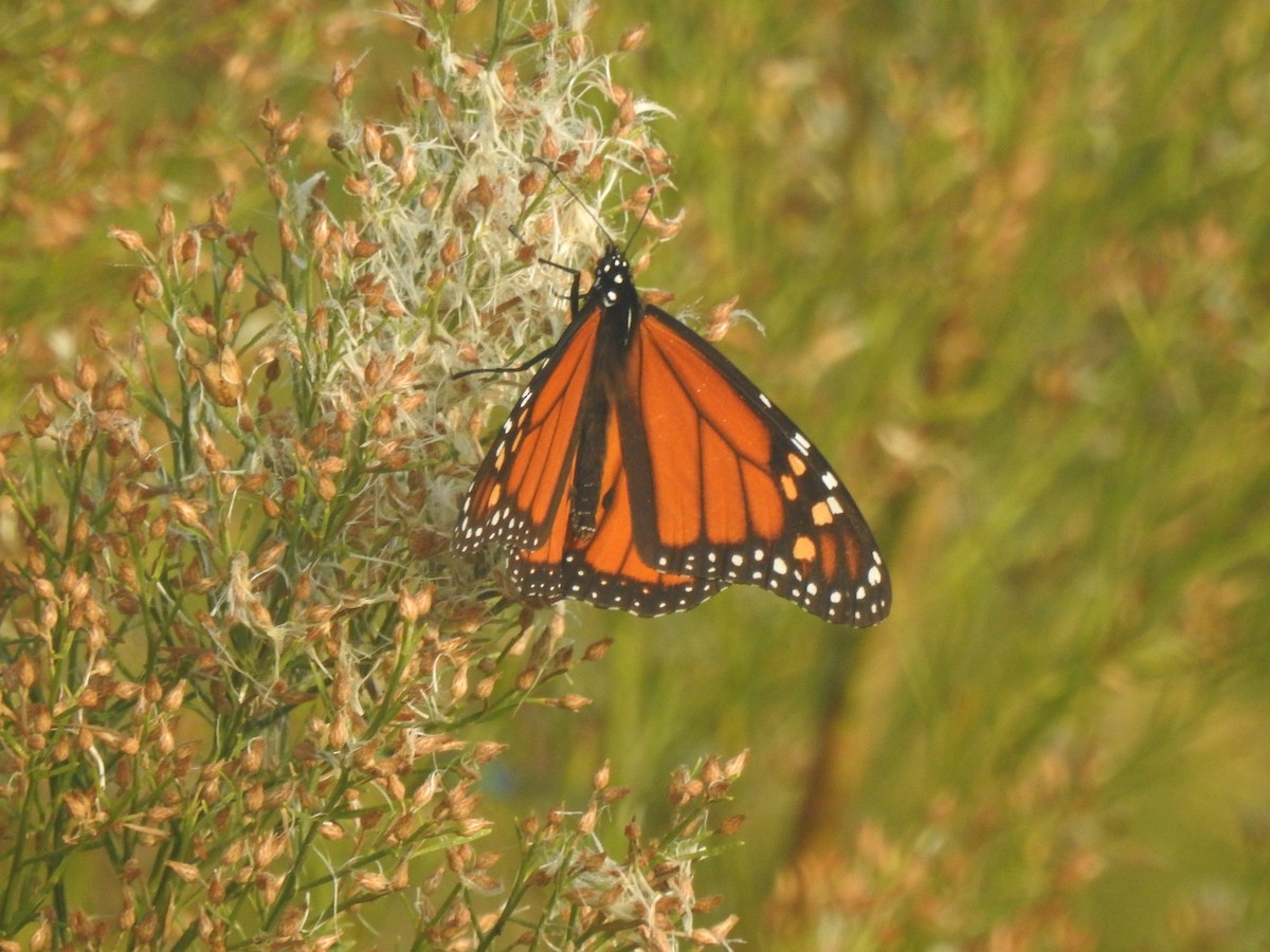 Monarch - ML644271437