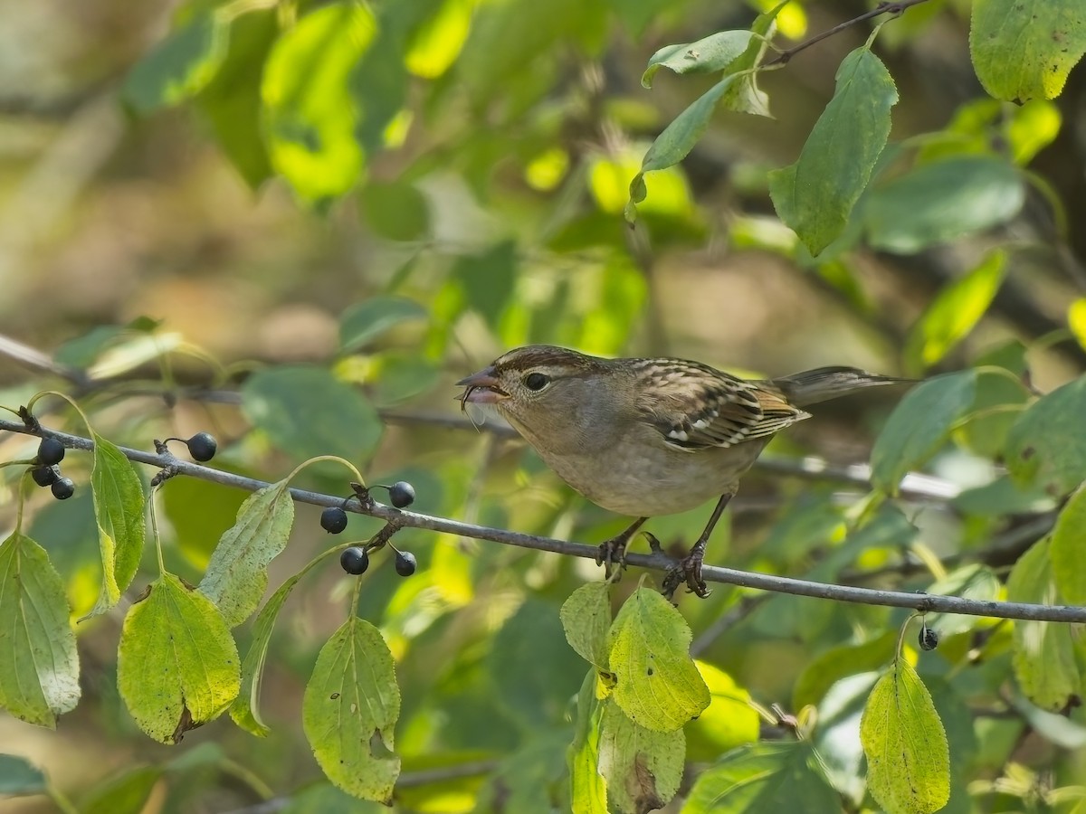 Dachsammer - ML644271446