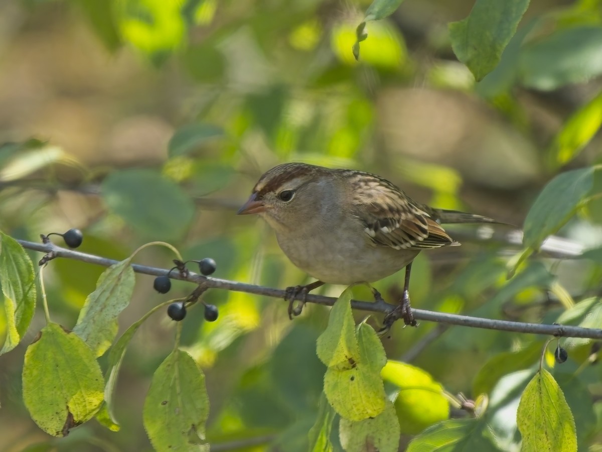 Dachsammer - ML644271447