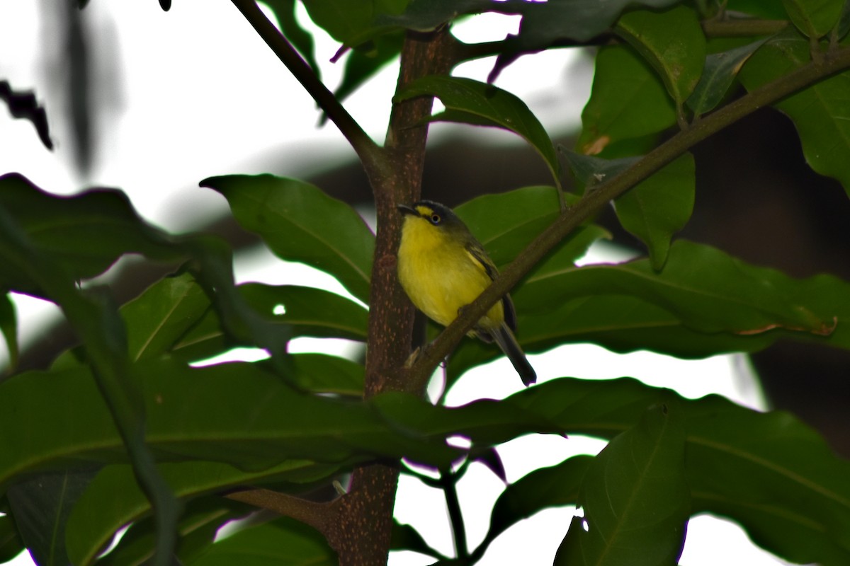 Gray-headed Tody-Flycatcher - ML644271449