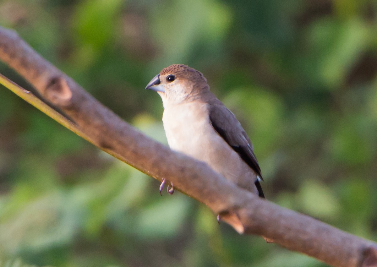 Indian Silverbill - ML644271467