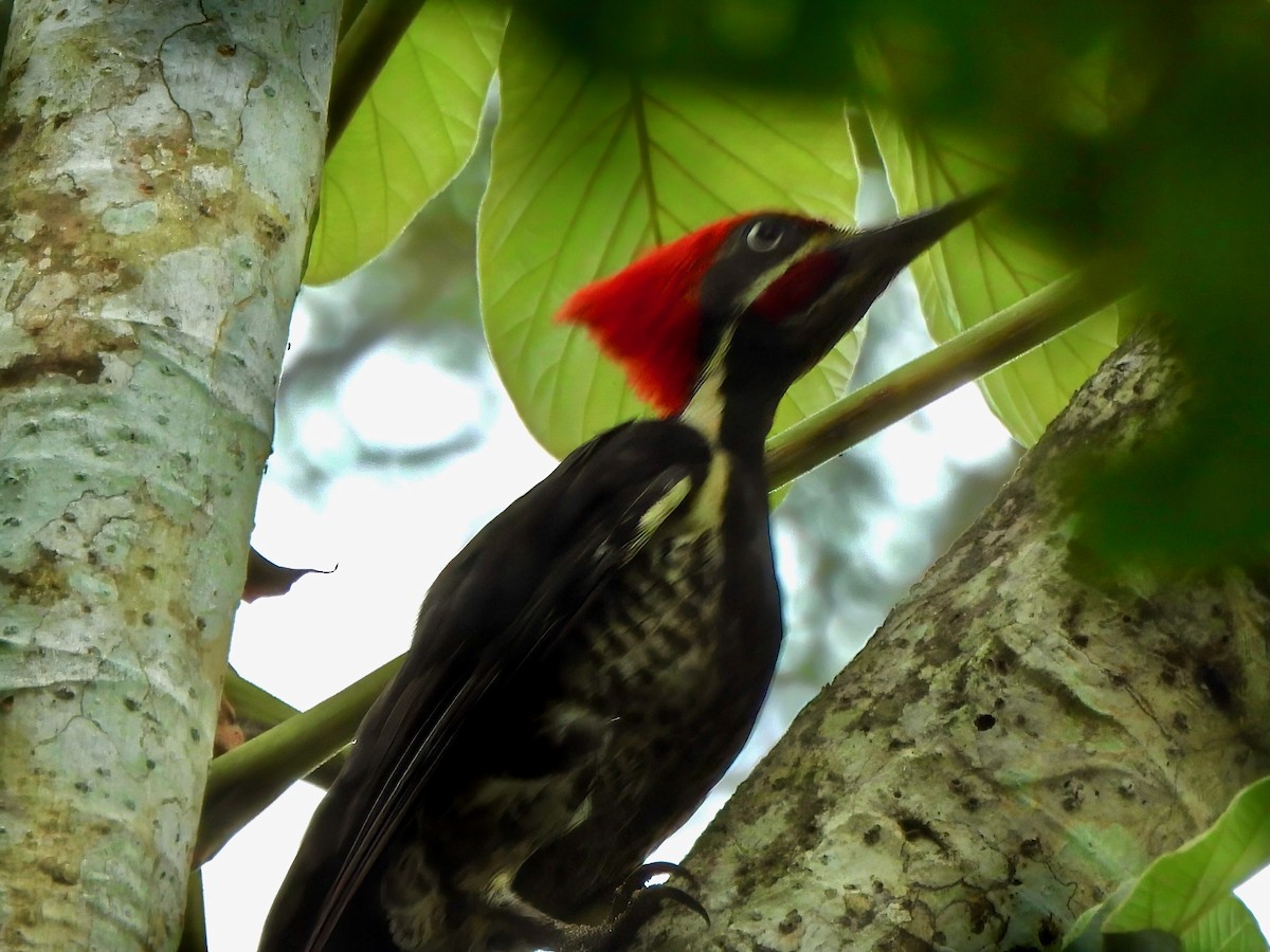 Lineated Woodpecker - ML644271474