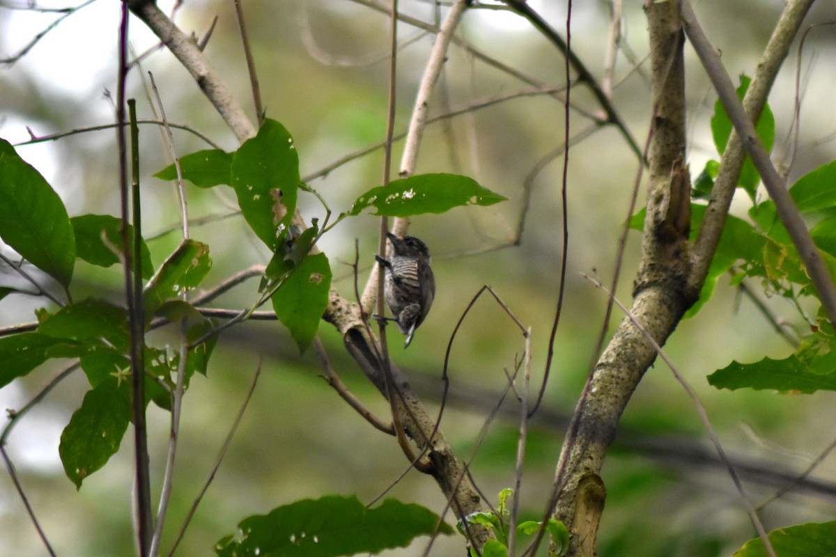 Zebrazwergspecht - ML644271532