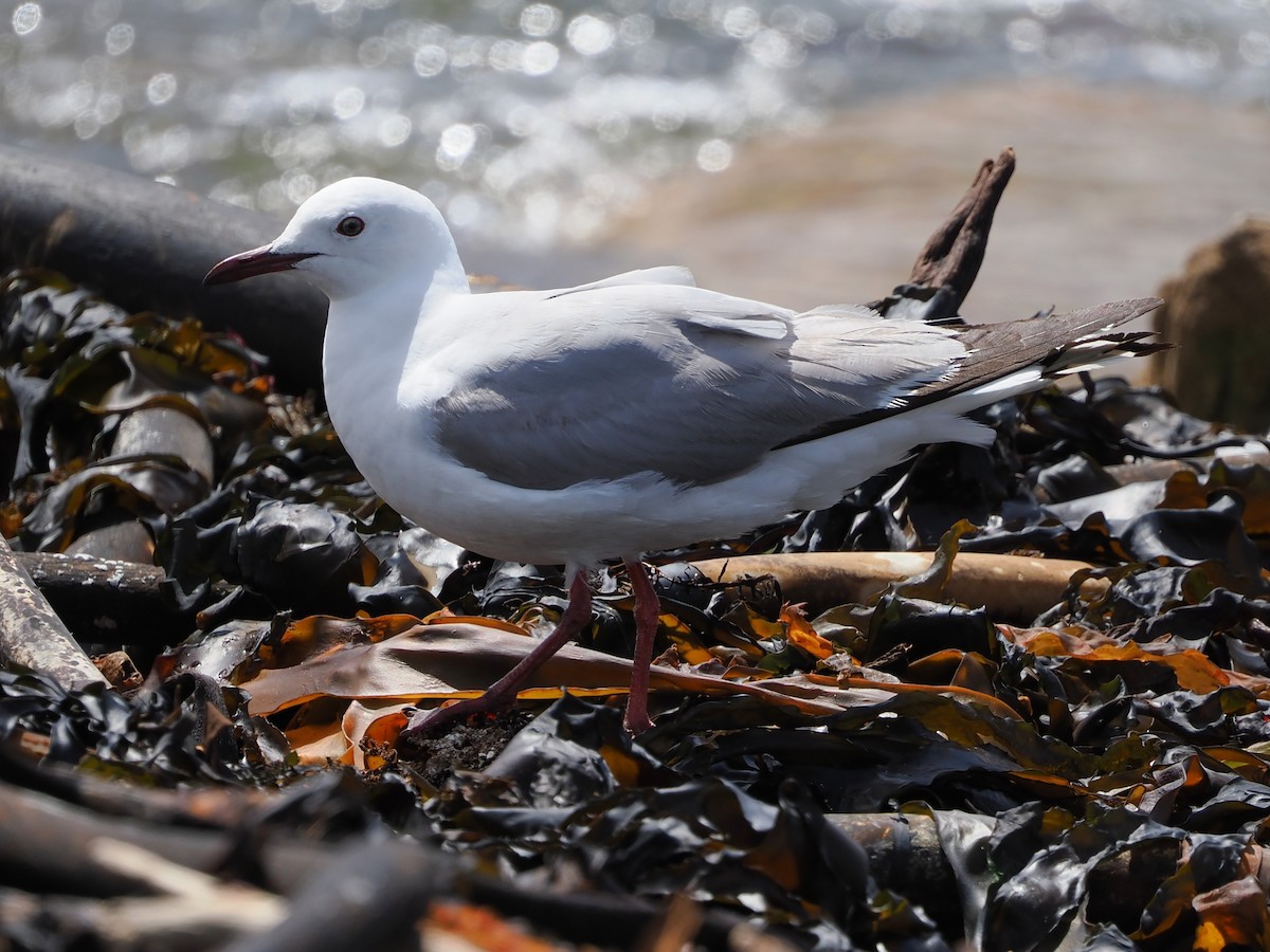 Hartlaub's Gull - ML644271533