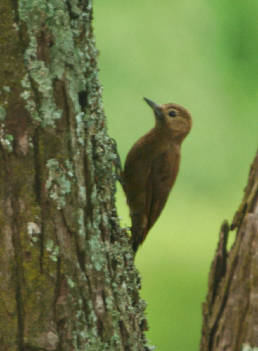 Dot-fronted Woodpecker - ML644271542