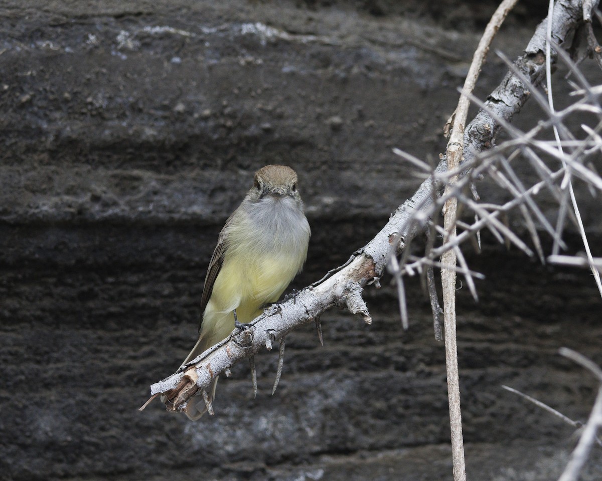 Galapagos Flycatcher - ML644271546