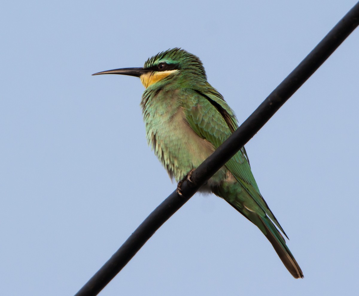 blåkinnbieter - ML644271551