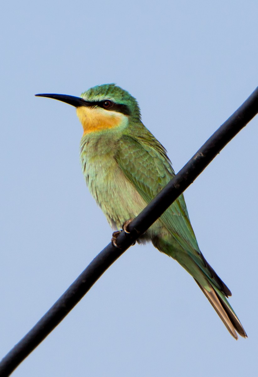 blåkinnbieter - ML644271552