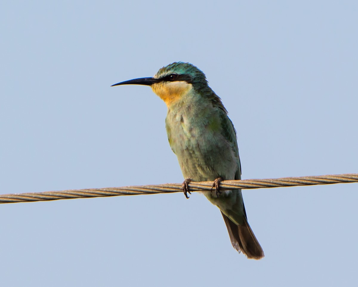 blåkinnbieter - ML644271553