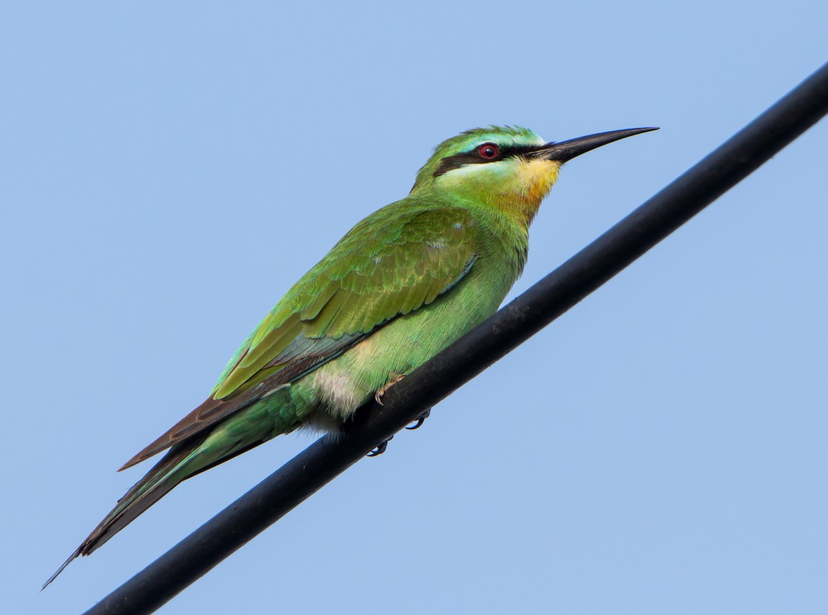 blåkinnbieter - ML644271554