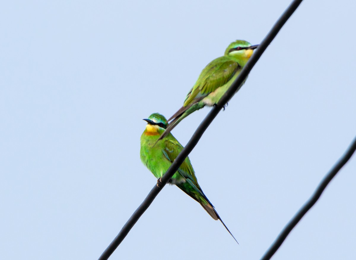 blåkinnbieter - ML644271555