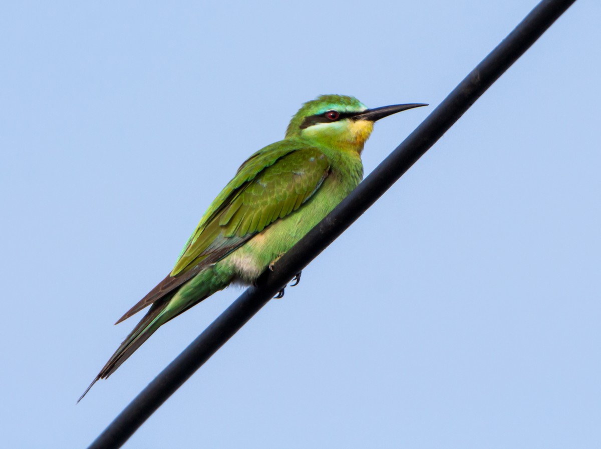 blåkinnbieter - ML644271557