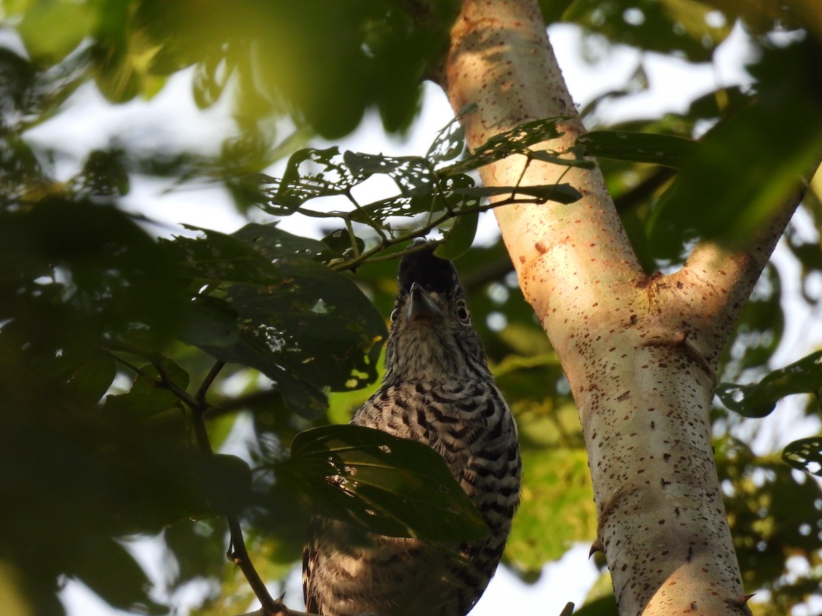 Чернополосый колючник - ML644271582