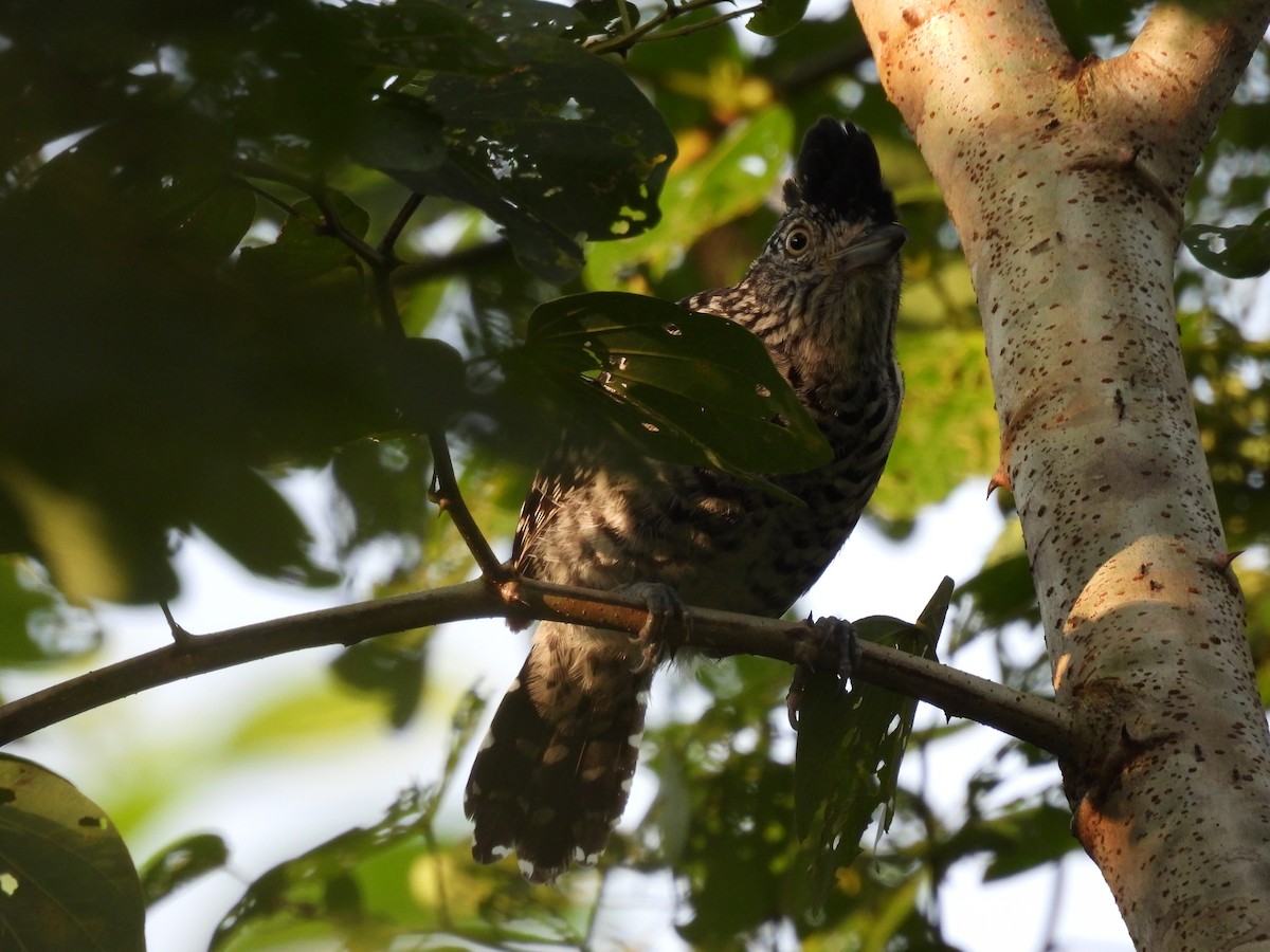 Чернополосый колючник - ML644271583