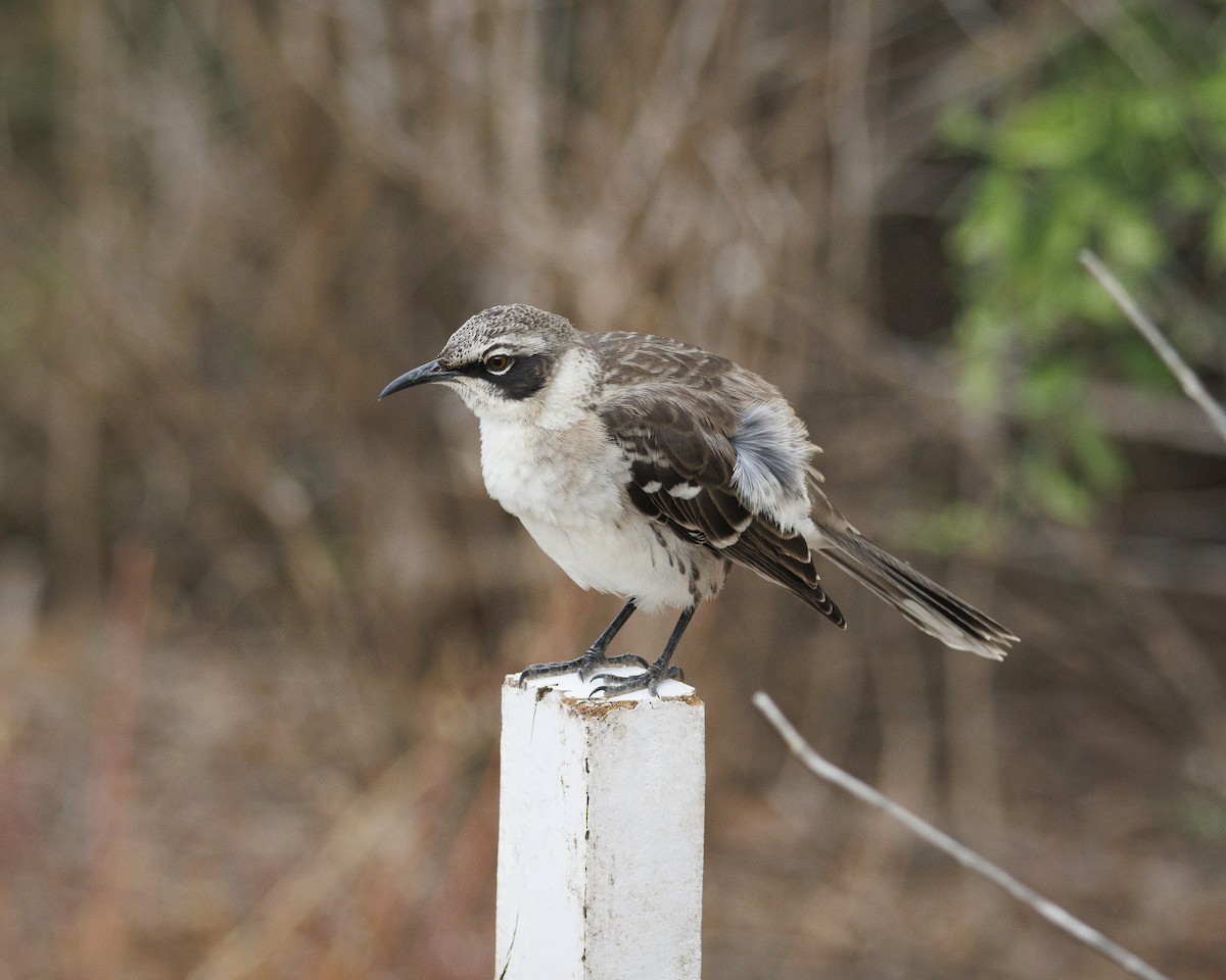 Galapagos Mockingbird - ML644271586