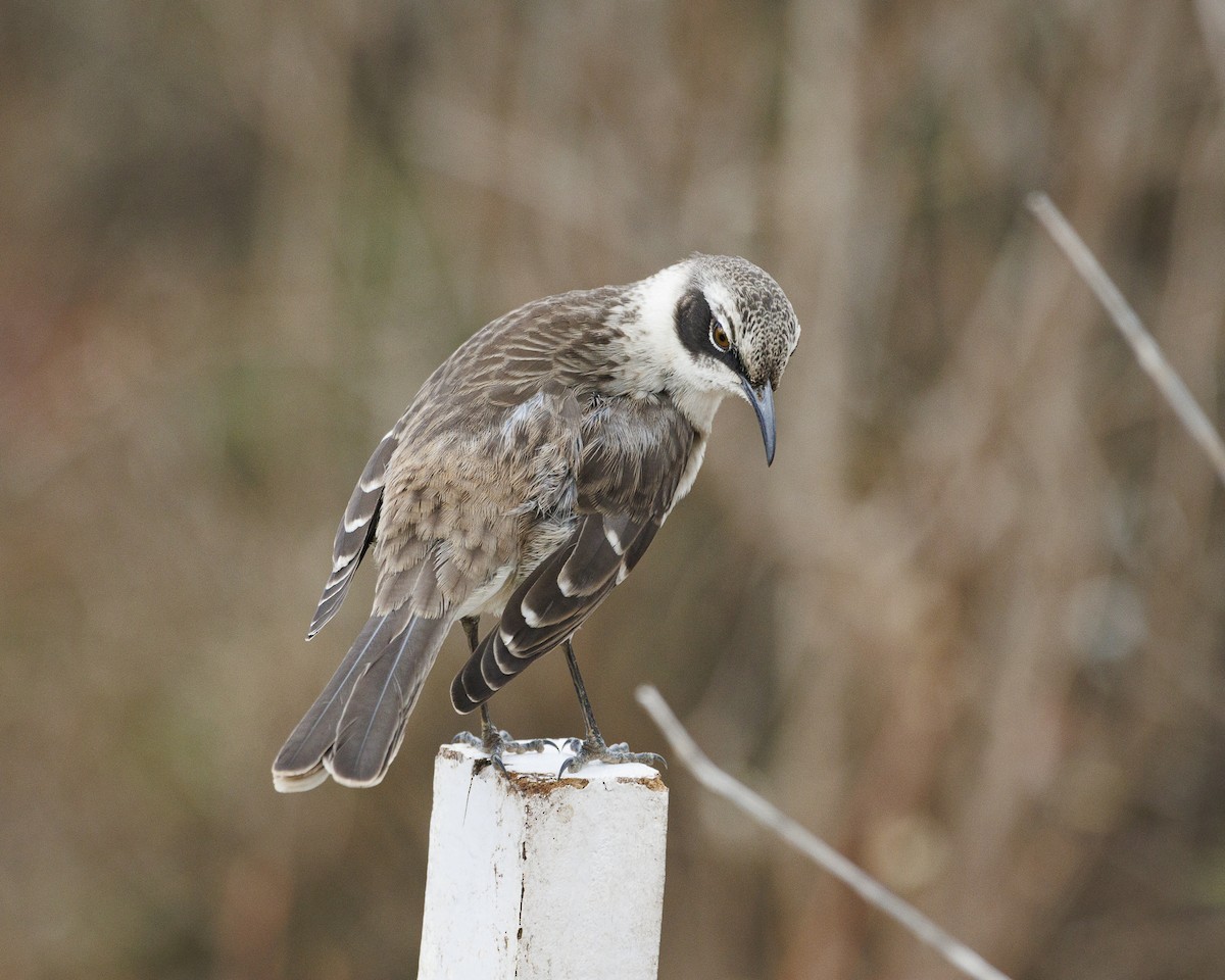 Galapagos Mockingbird - ML644271587