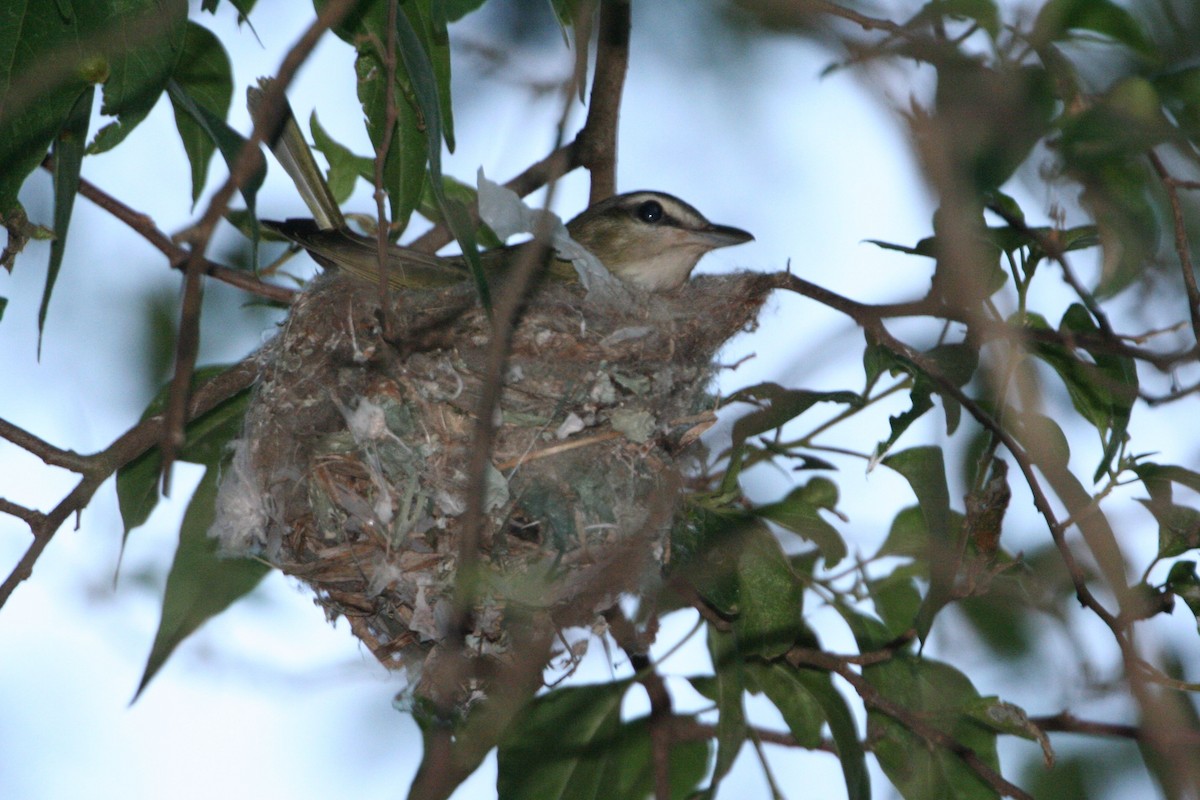 Chivi Vireo - ML644271594