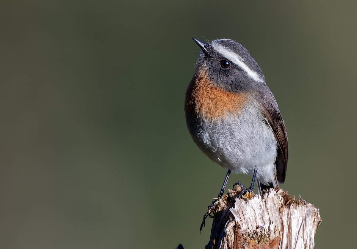 Rufous-breasted Chat-Tyrant - ML644271596