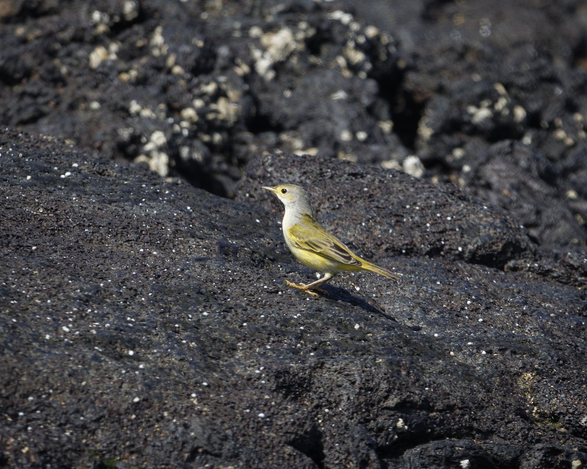 Mangrove Yellow Warbler (Galapagos) - ML644271612