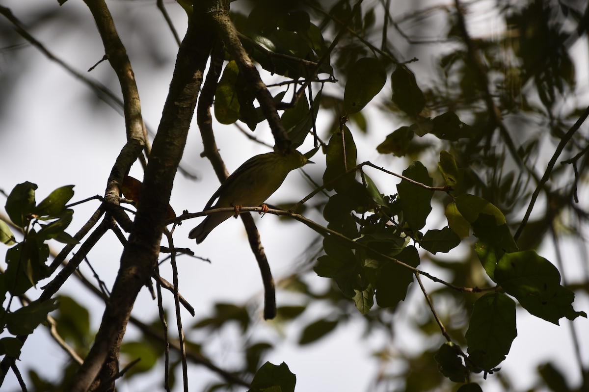 lesňáček černohlavý - ML644271619