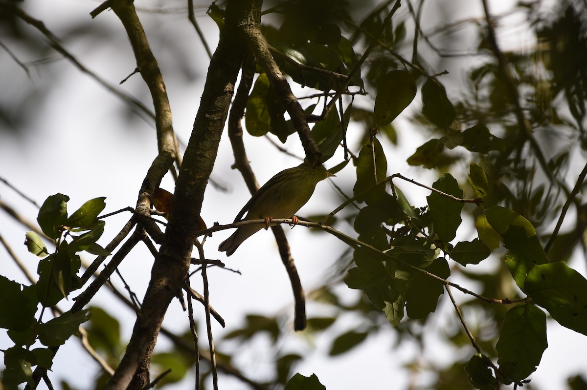 lesňáček černohlavý - ML644271620