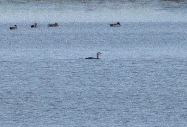 Plongeon catmarin - ML644271623