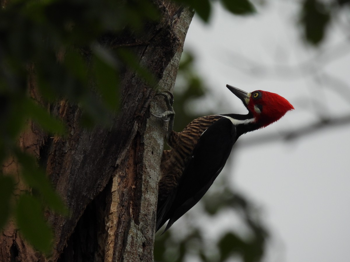 høvdingspett - ML644271625