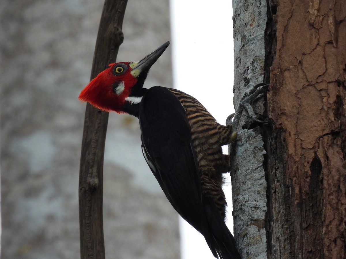 høvdingspett - ML644271626