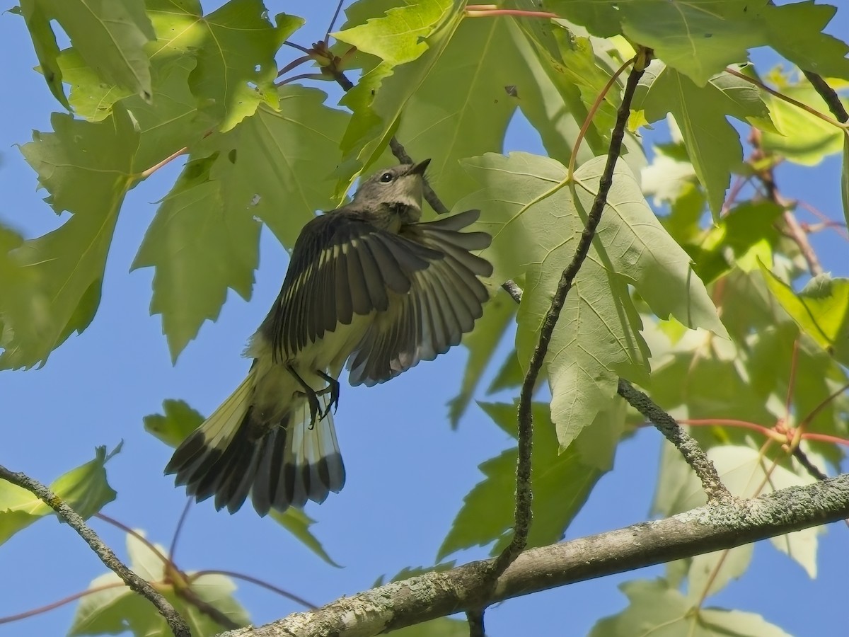 American Redstart - ML644271632