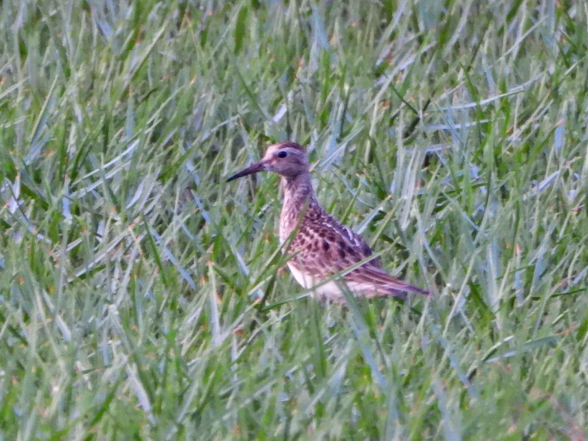 Çizgili Kumkuşu - ML644271667