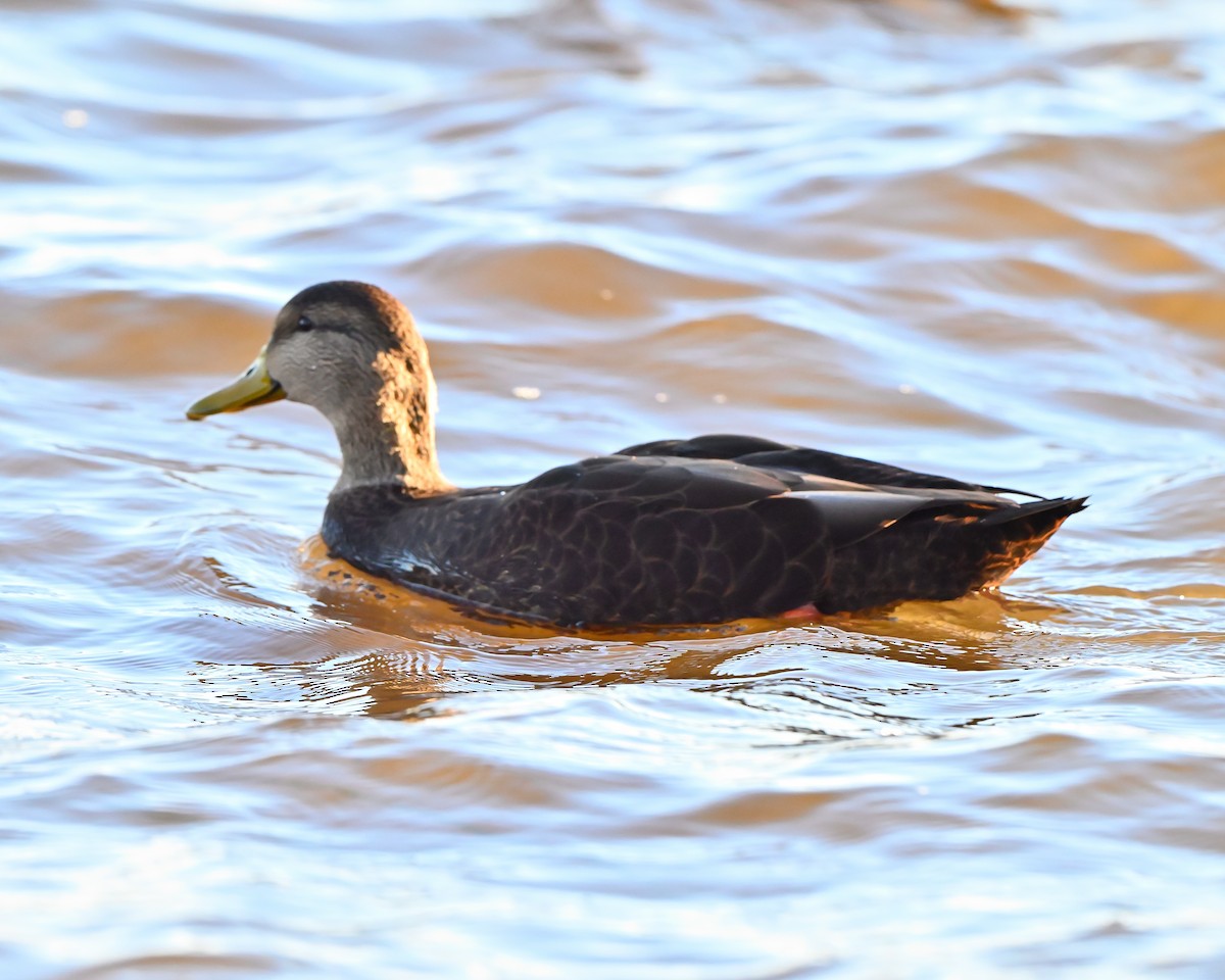 rødfotand - ML644271670